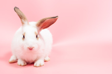 Cute rabbit sitting on pink background looking to something, rabbit is symbol of eater eggs festival.