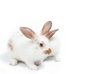 Cute rabbits on white background looking to something, Easter festival symbol.