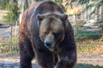 Naklejka na ściany i meble Grizzly Bear walking Ursus arctos in Canada