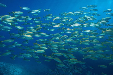 Naklejka na ściany i meble School of fish salema porgy, Sarpa salpa underwater in the Mediterranean sea, Port-Cros, Cote d'Azur, France