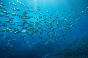 Naklejka na ściany i meble School of fish sea breams underwater in the Mediterranean, Port-Cros, Cote d'Azur, France