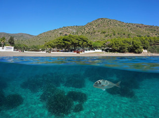 Fototapeta premium Spain Costa Brava, Cala Montjoi beach shore with a fish and seagrass underwater, Mediterranean sea, Roses, Catalonia, split view half over and under water
