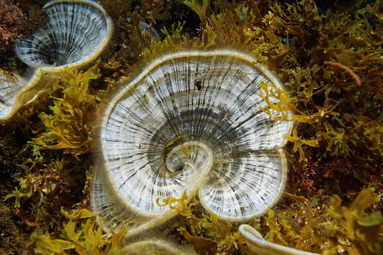 Peacock's tail brown alga Padina pavonica underwater in the Mediterranean sea, Spain