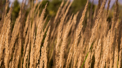 Obraz premium Autumn meadow view with dry grass and straw in foreground and green trees in background