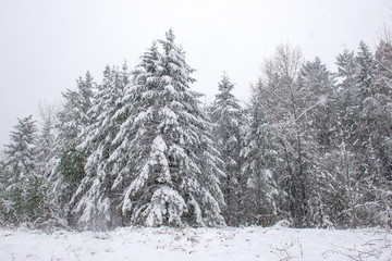 Wintery landscape under a snow storm in Vancouver Island