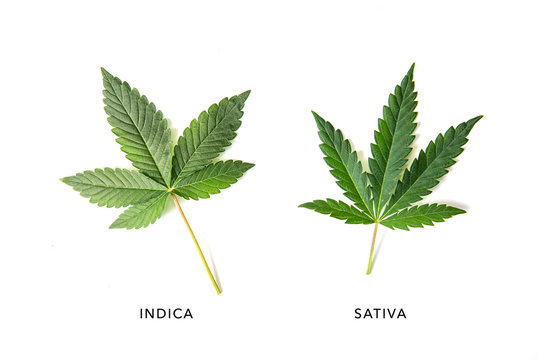 Indica and sativa cannabis plant leaves isolated over white