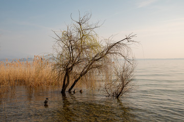 Scenic view of a lakeside with wild ducks resting among the  marsh plants and the reed (Phragmites australis), Sirmione, Lake Garda, Lombardy, Italy