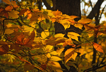 Sunset light coloring the yellow orange red foliage of autumn forest