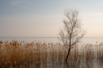 Scenic view of a lakeside with marsh plant and reed (Phragmites australis), Sirmione, Lake Garda, Lombardy, Italy