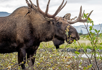 Head shot of a male antlered moose feeding on greenery.