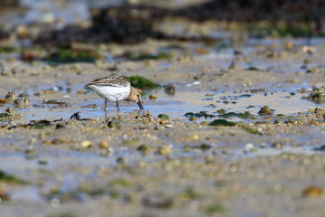 wader