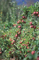 Apple orchard south of Hobar,t Tasmania, Australia...