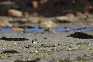 wader
