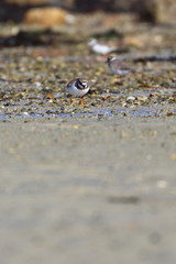 wader