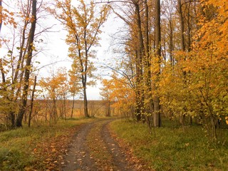 Autumn landscape with the dirt road in forest and trees on the sides with golden foliage.