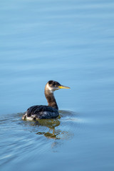 Grebe