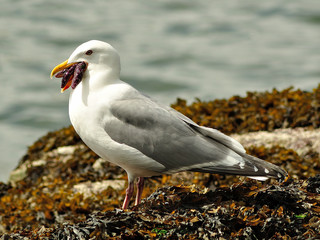 Obraz premium Seagull eating a sea star