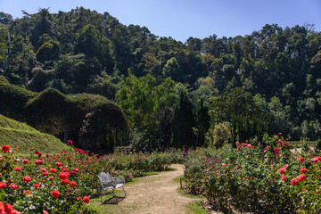 Outdoor sunny view on walkway in blooming rose garden and background of rain forest at Queen Sirikit Botanic Garden in Chiang Mai, Thailand.