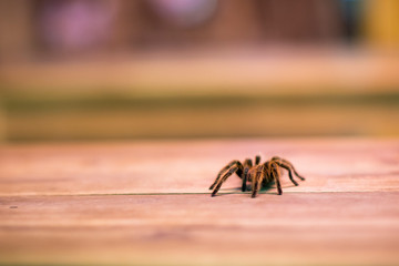 A tarantula in a pet bar. Wild hairy arachnid on a wooden table in Hanoi, Vietnam