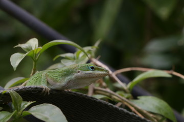 Lizard 
