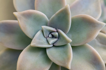 Graptopetalum paraguayense Ghost Plant. Jade plant. Crassulaceae family. Closeup view Stock image.