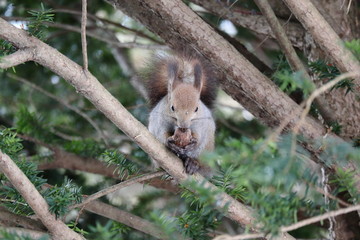 木の上でクルミを食べる冬のエゾリス