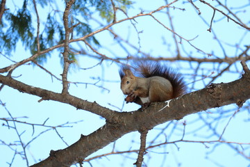 木の上でクルミを食べる冬のエゾリス