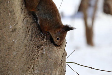 木から下りる冬のエゾリス