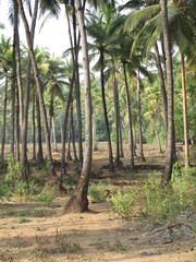 Fototapeta premium Palmeraie