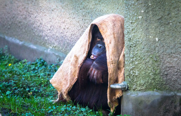 A baby Sumatran orangutan (Pongo abelii) hides under a canvas bag.