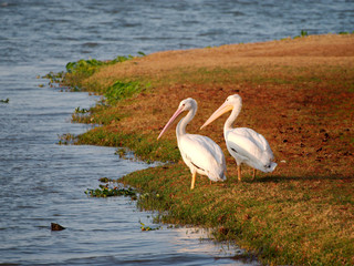 Migrating pelicans at University Lake, Baton Rouge, Louisiana, USA