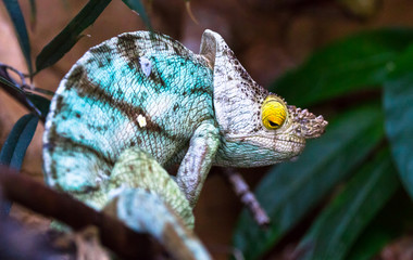 An adult Parson's chameleon (Calumma parsonii) resting among jungle vegetation.