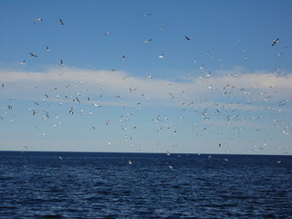oiseaux marin