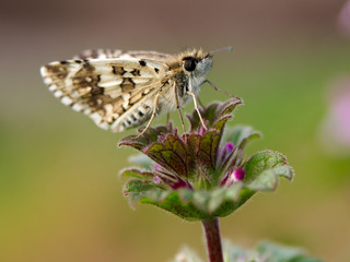 Fototapeta na wymiar A moth stands on a plant in Baton Rouge, Louisiana, USA.