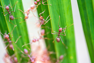 Red ants or fire ants on green palm leaf, Thailand, macro, closeup