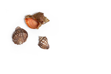 Seashells on a white background. The concept of leisure, travel, beach holidays. Selective focus, flat lay, layout.