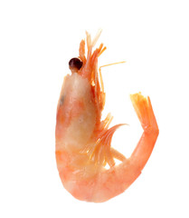 Raw shrimp on white background. Fresh seafood
