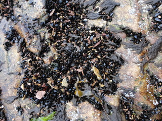 moule