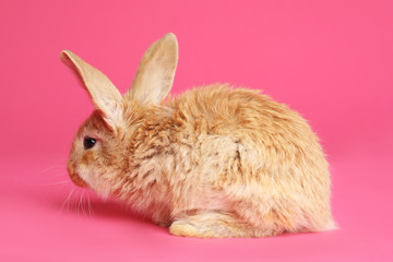 Adorable furry Easter bunny on color background