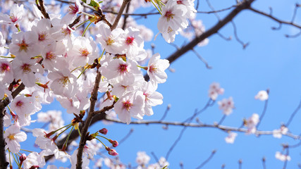Obraz premium Full blooming Cherry blossom at 2018 spring Tokyo