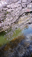 Obraz na płótnie Canvas Full blooming Cherry blossom at river side Tokyo 2018 spring .