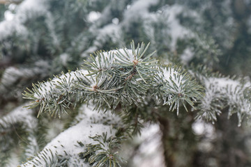 Coniferous branches covered with fresh snow, closeup