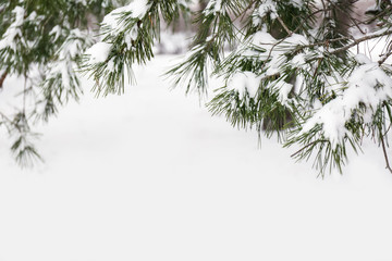 Coniferous branches covered with fresh snow, closeup. Space for text