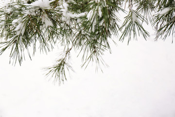 Coniferous branches covered with fresh snow, closeup. Space for text