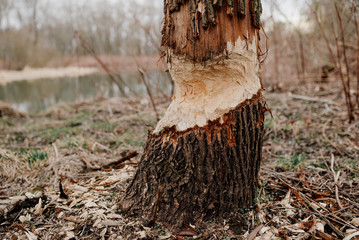 A tree bitten by beavers