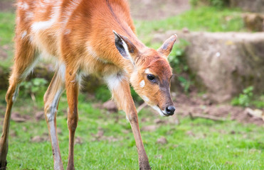 Naklejka na ściany i meble A baby sitatunga antelope (also caled a marshbuck antelope, Tragelaphus spekii) walking in a grassy field.