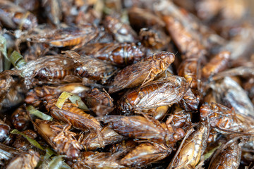 Deep fried Cicada is one of the normal traditional local Thai food in Thailand.