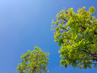 Obraz premium Trees with blue sky, blank for copy space