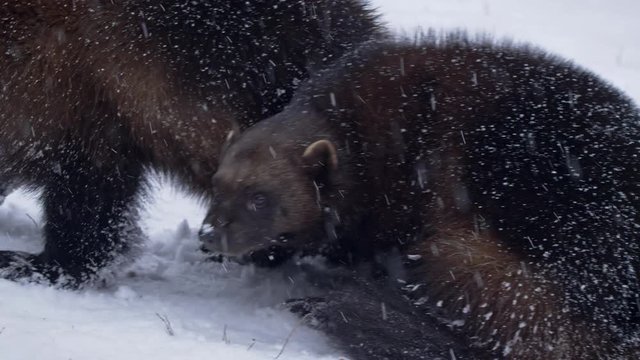 Wolverine (Gulo gulo) portrait in snow