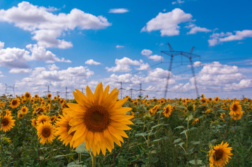 High-voltage power lines in the field with sunflowers.